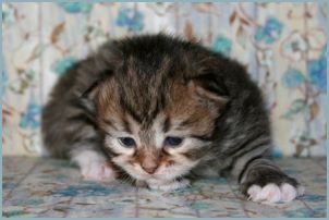 Female Siberian Kitten from Deedlebug Siberians